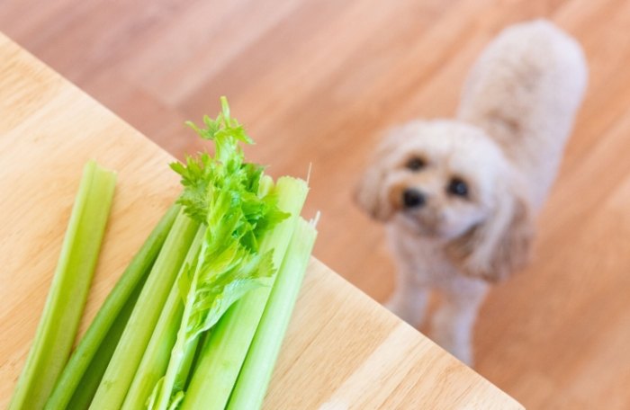 Can dogs have raw celery?