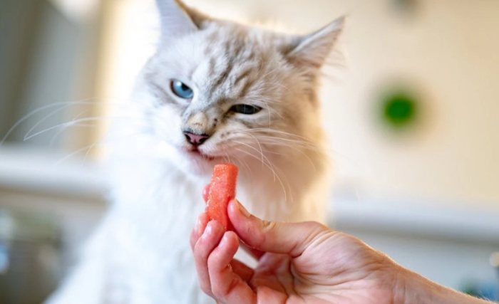 Is watermelon safe for cats?
