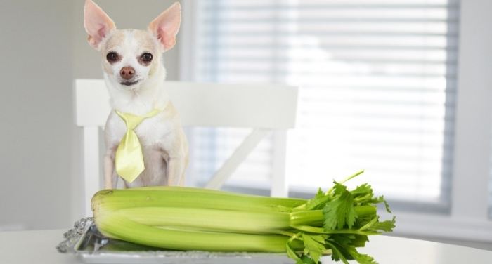 How Much Celery Can Dogs Eat?