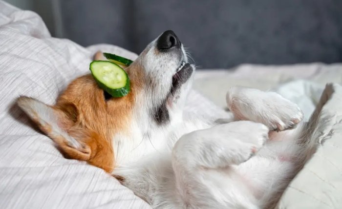 Are cucumbers bad for dogs?