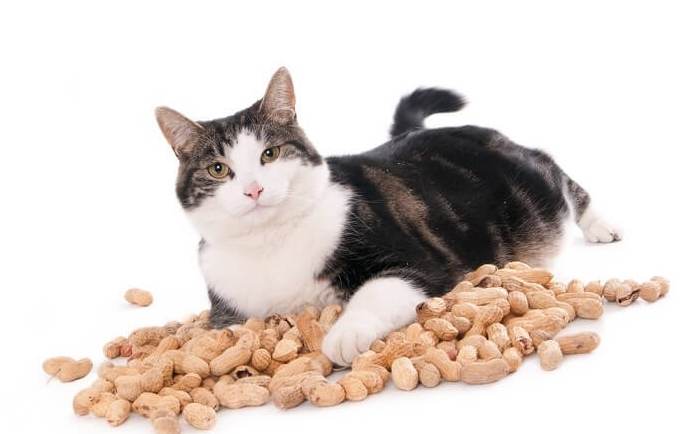 My cat ate peanut butter