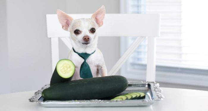 How to safely feed cucumbers to dogs