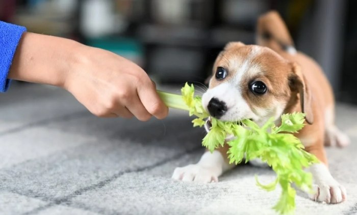 Feeding Celery to Dogs Safely