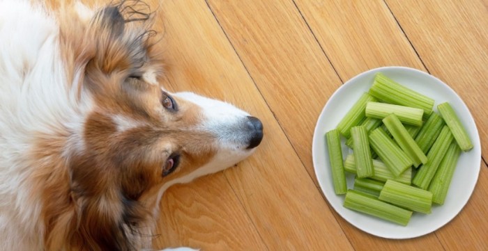 Potential Health Issues with Eating Celery for Dogs