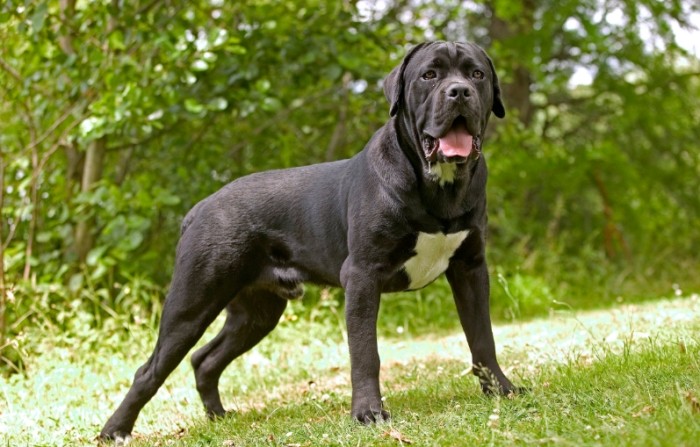 Introduction to the Cane Corso