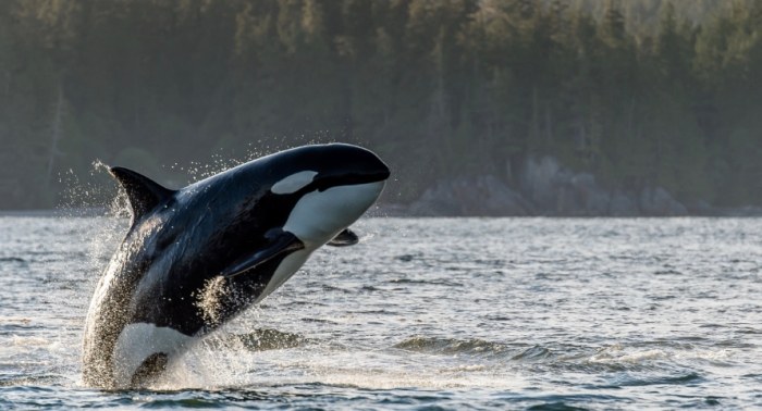 Vancouver Island attractions map Vancouver Island attractions map