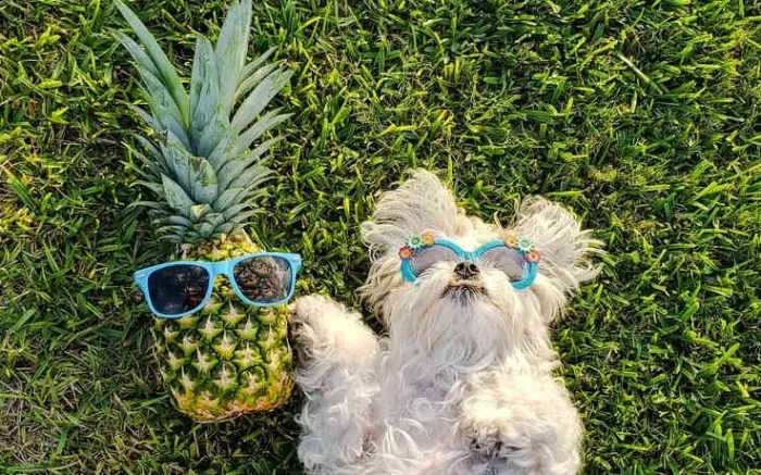 Is pineapple good for dogs