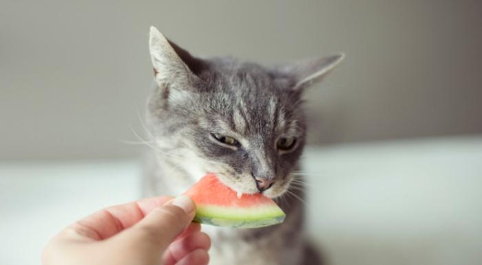 how much watermelon can cats eat