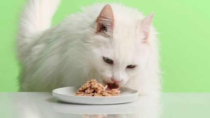 Healthy alternatives to peanut butter for cats