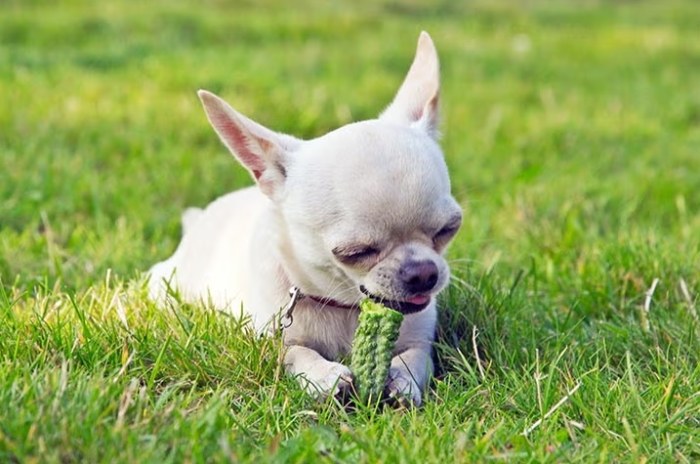 How many cucumbers can dogs eat?
