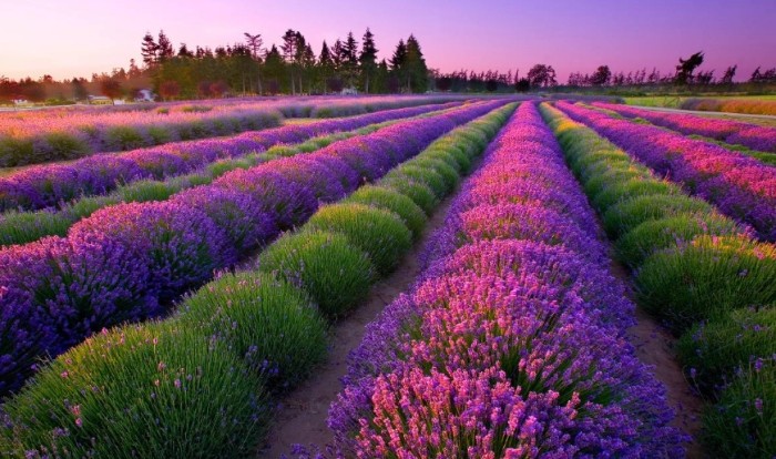 Unique things to do on Vancouver Island