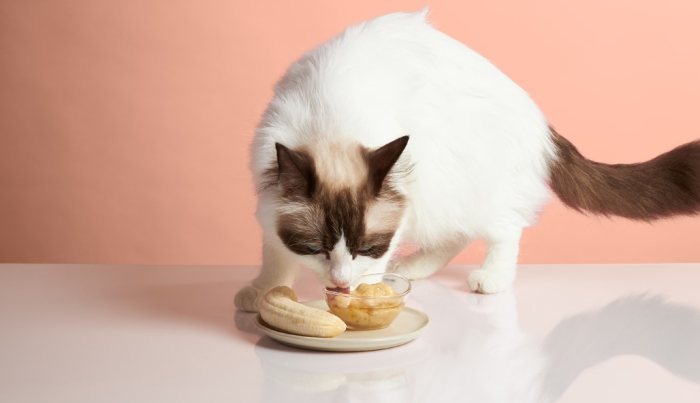 How to Feed Bananas to Cats