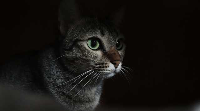 Five facts about cats' eyes