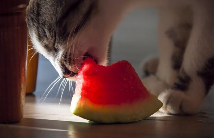 Do cats like the taste of watermelon?