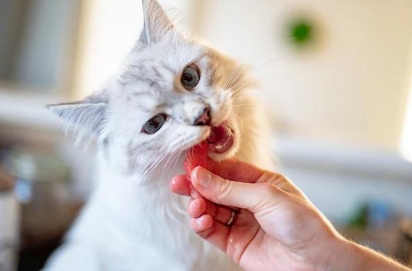 and what to do if your cat eats watermelon