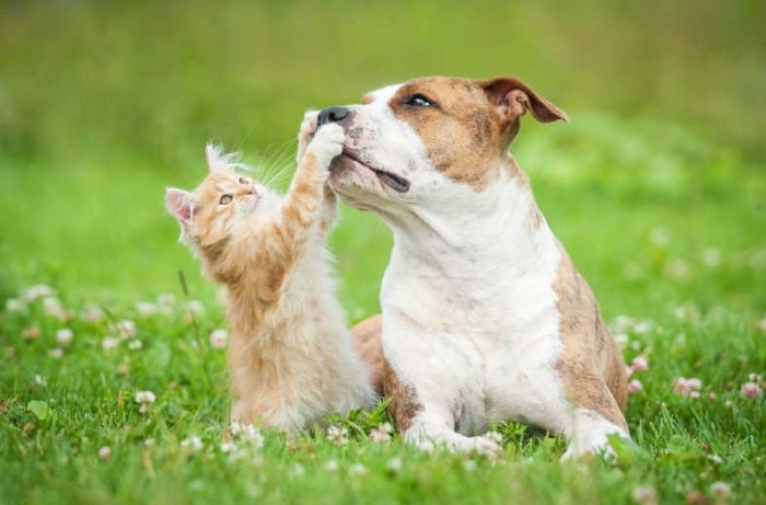 Which Types of Lice Affect Pets?