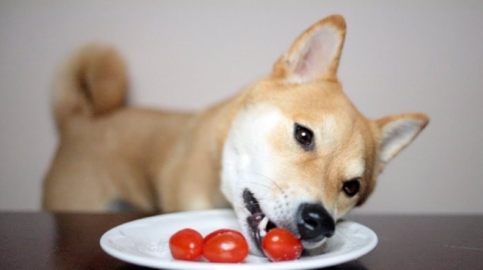 How to safely feed tomatoes to dogs