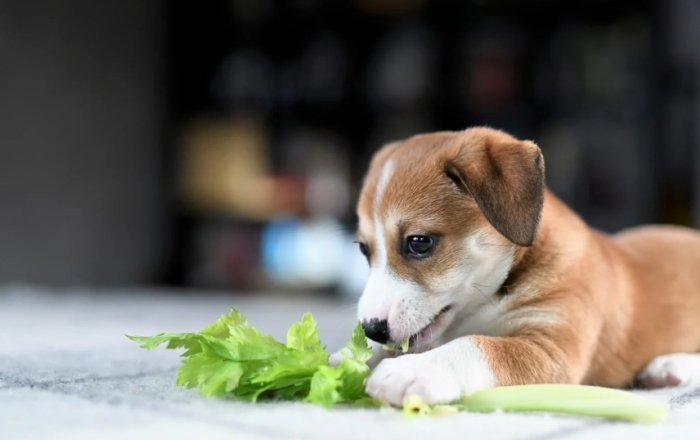 Benefits of Eating Celery for Dogs