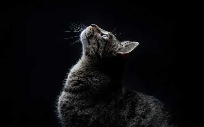 How Cats See the World