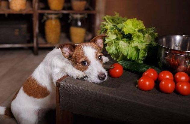 Signs of tomato poisoning in dogs