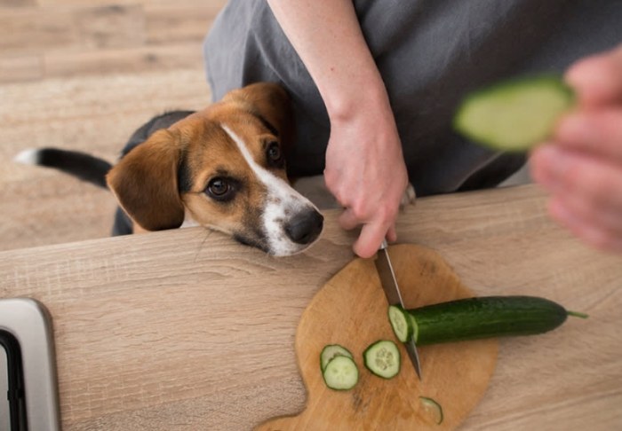 Health benefits of cucumber for dogs