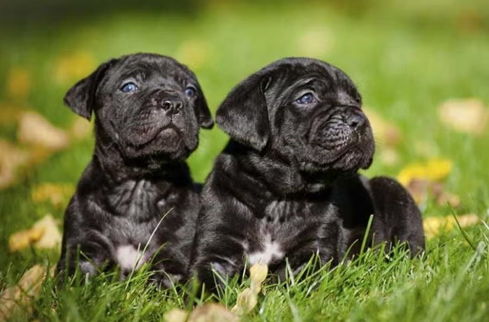 Cost of raising a Cane Corso
