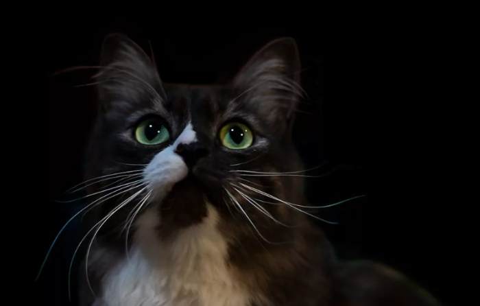 The evolution of cats' night vision