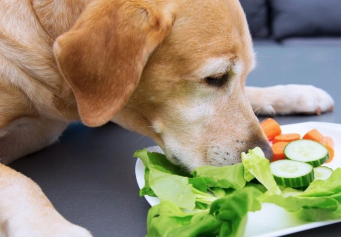 Health benefits of cucumber for dogs