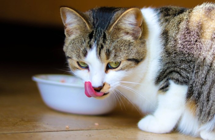 Can cats eat peanuts?