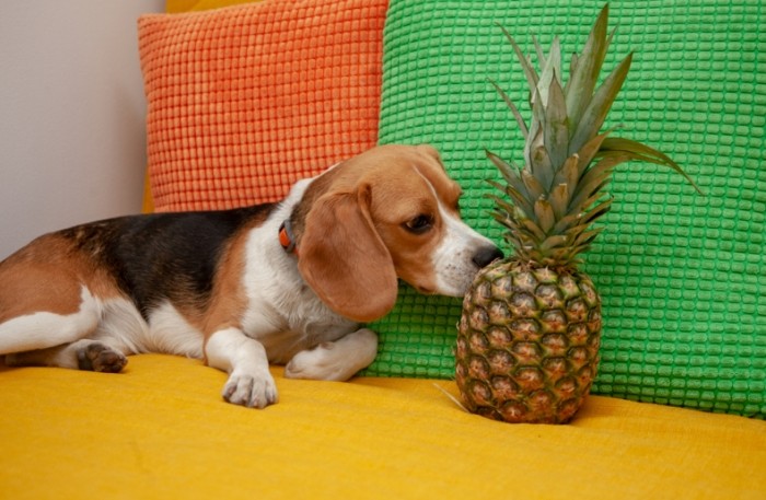 Can dogs have dried pineapple