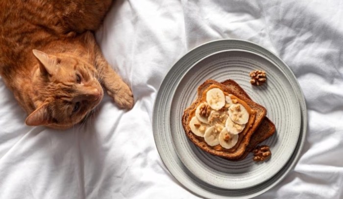 Is peanut butter bad for cats?