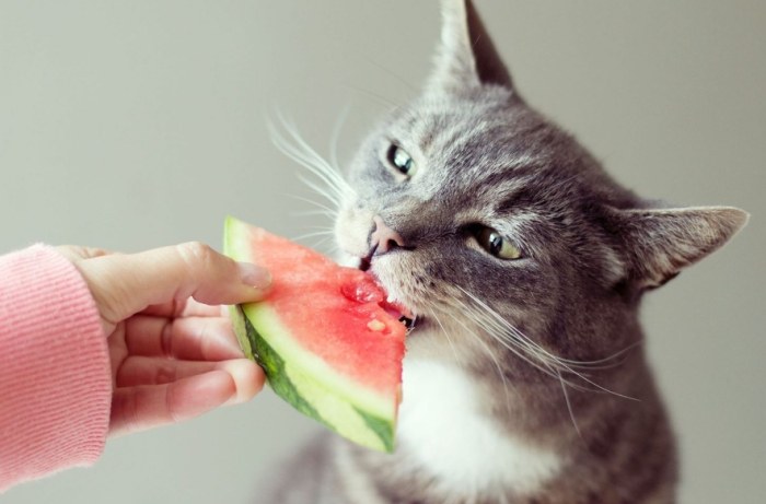 Is watermelon safe for cats?
