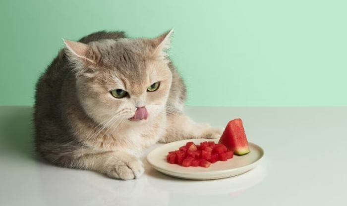 How to safely feed watermelon to cats