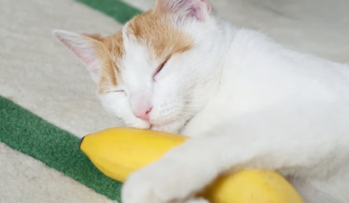 Are Bananas Good for Cats?