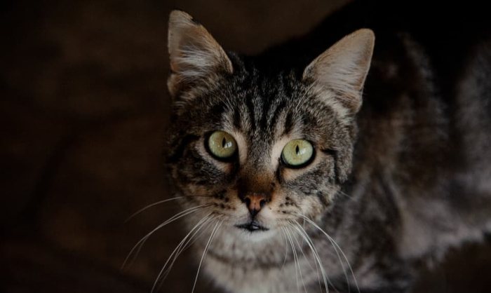 The evolution of cats' night vision