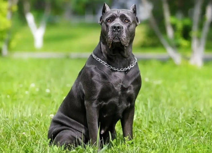 Cane Corso Dog
