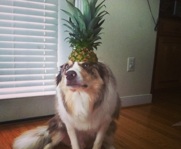 How much pineapple to give a dog?