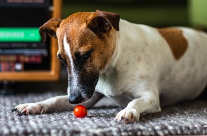Are tomatoes good for dogs