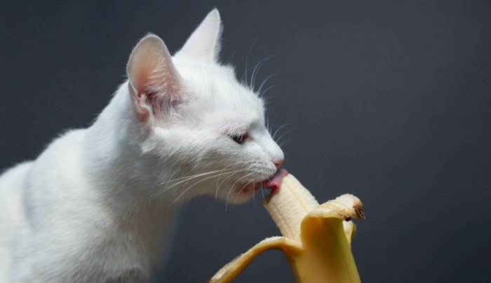 Are Bananas Good for Cats?