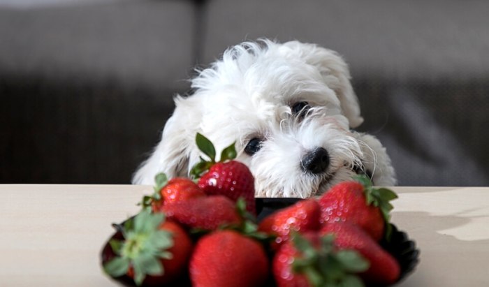 How much strawberry can I give my dog?