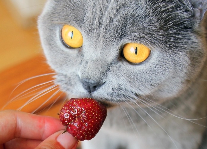How to safely feed strawberries to cats?
