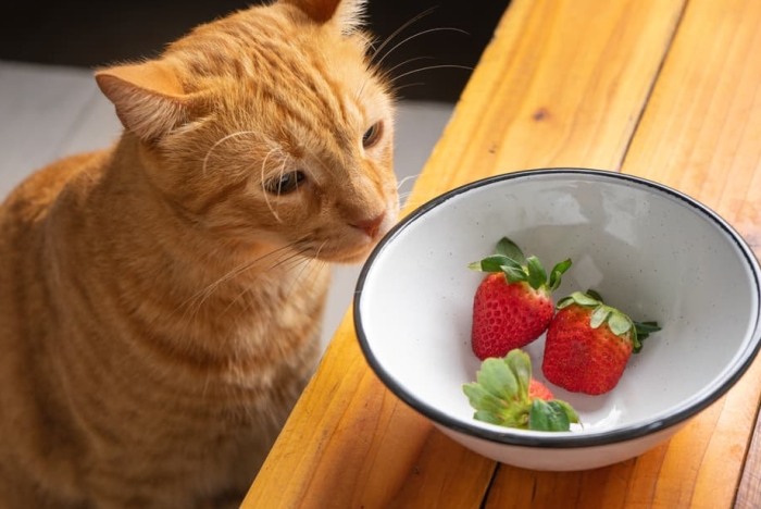 Are strawberries good for cats' health?