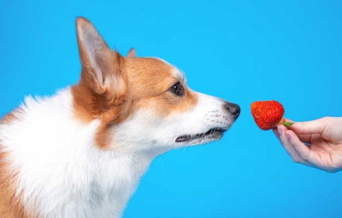 Are Strawberries Good for Dogs?