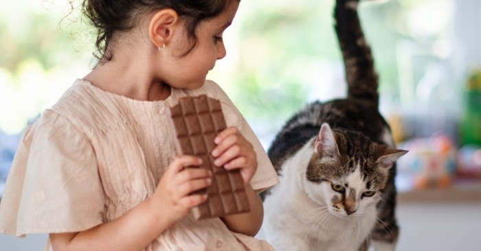 How to keep cats away from chocolate
