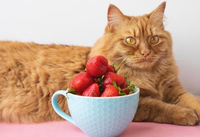 What are the risks of feeding strawberries to cats?