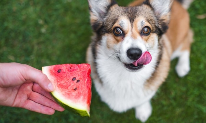 Health benefits of watermelon for dogs