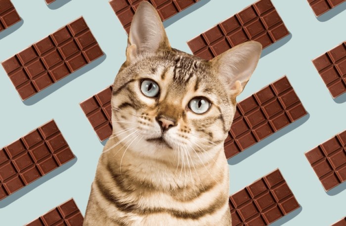 Preventing chocolate poisoning in cats