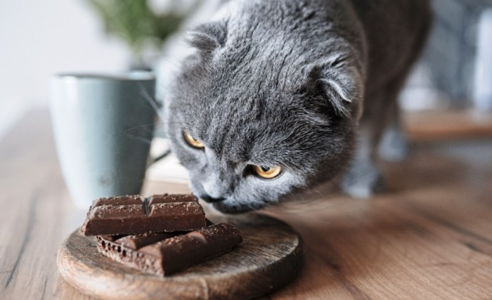 What to do if cat eats chocolate