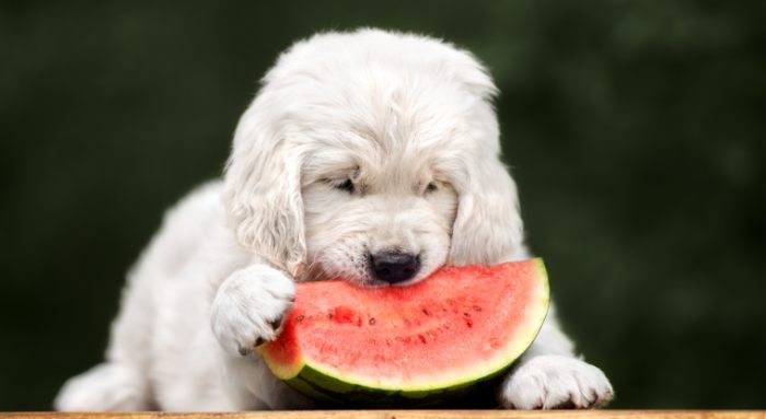 Dietary safety of dogs and watermelon