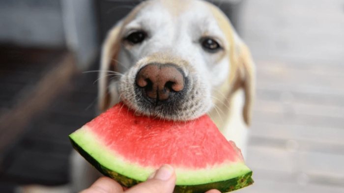 How much watermelon can I give my dog?